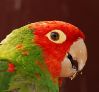 Rose Faced Parrot . Ecuador Birdwatching San Jorge de Milpe