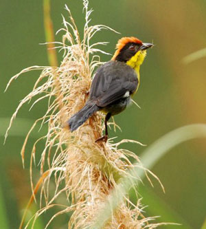the magic hiking & birding circuit map - san jorge eco-lodge quito ecuador birding