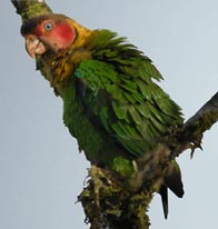 Rose  Faced Parrot . Ecuador Birdwatching San Jorge de  Milpe