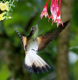 San Jorge de Tandayapa ecuador Hummingbird Sanctuary bird watching