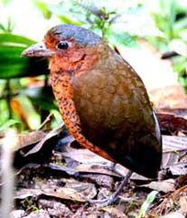 scarlet bellied mountain tanager san jorge ecolodge quito ecuador birding