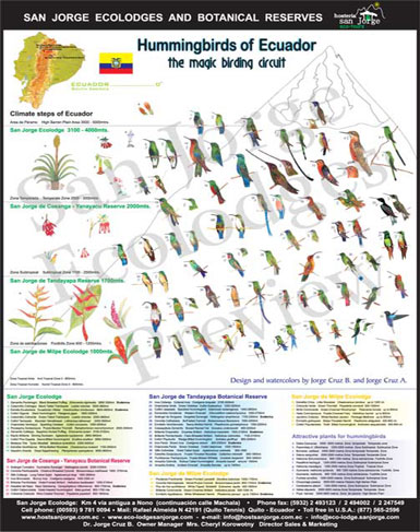 ecuador hummingbird poster - san jorge eco-lodge quito ecuador birding